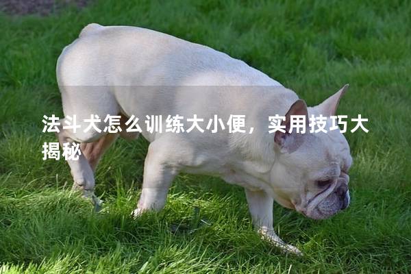 法斗犬怎么訓(xùn)練大小便，實用技巧大揭秘